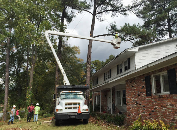 Best Hedge Trimming  in Denton, MD