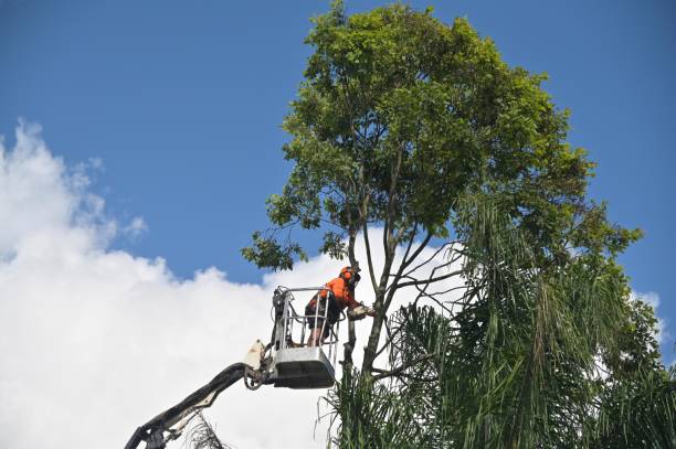 How Our Tree Care Process Works  in  Denton, MD