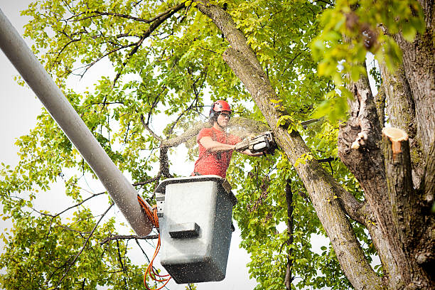 Best Arborist Consultation Services  in Denton, MD